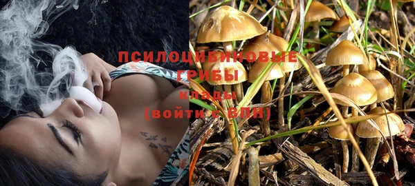 PSILOCYBIN Бородино